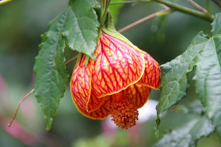 Flower plant green