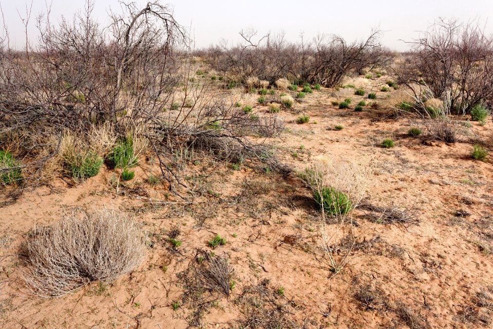 North-northeast of Eagle Nest