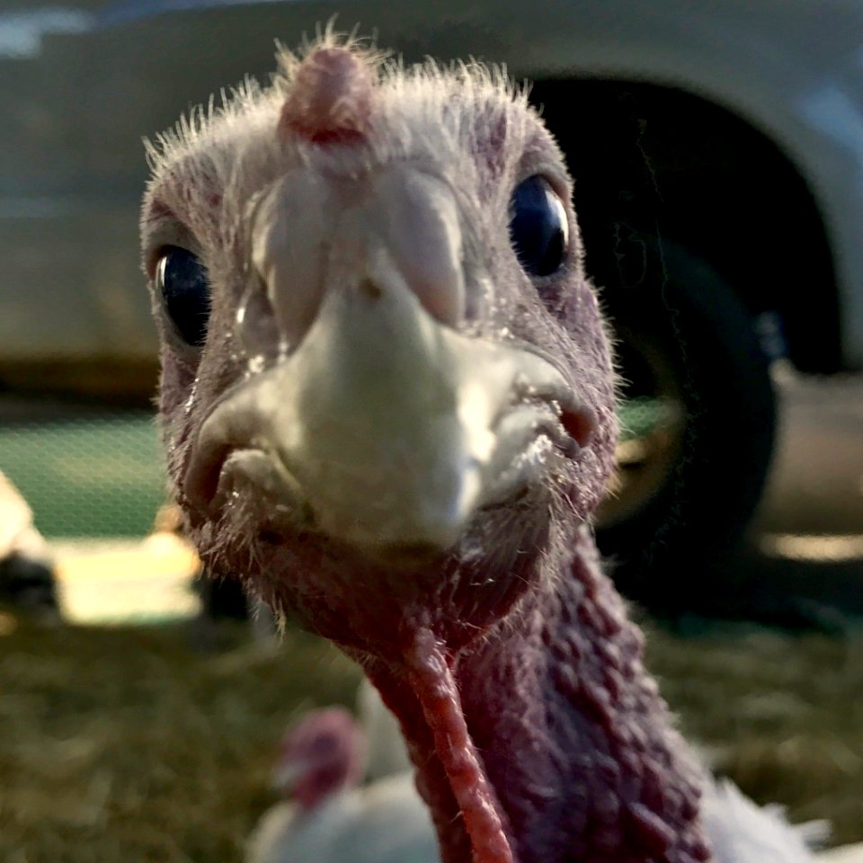 Turkeys at USDA Farmers Market