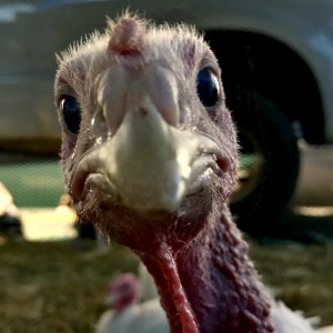 Turkeys at USDA Farmers Market