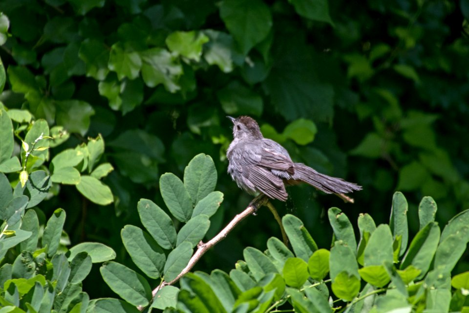 Gray Catbird 06-16-2018 145