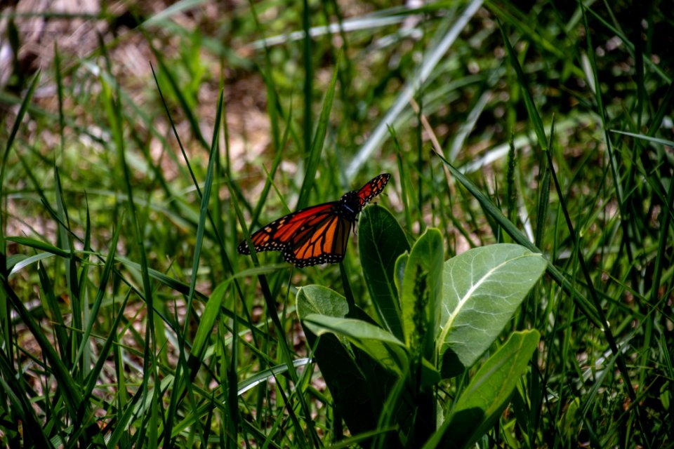 2019 Walk for the Woods Bacon Ridge Natural Area 239 Monarch Butterfly