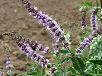 Wildflower flora botany
