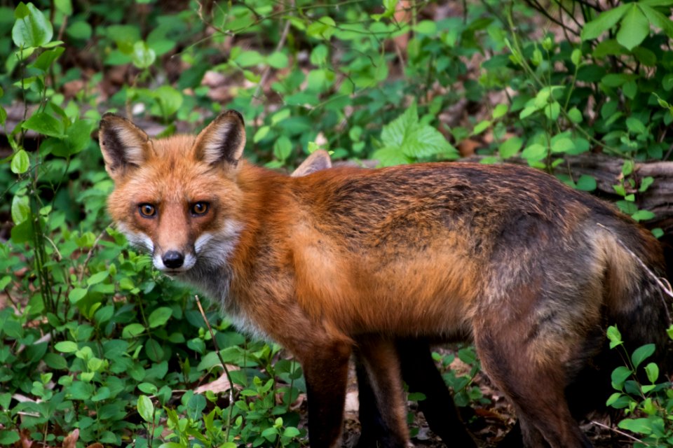 Red Fox 05-06-2018 102
