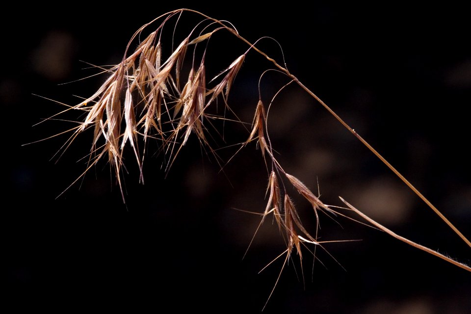 Bromus tectorum