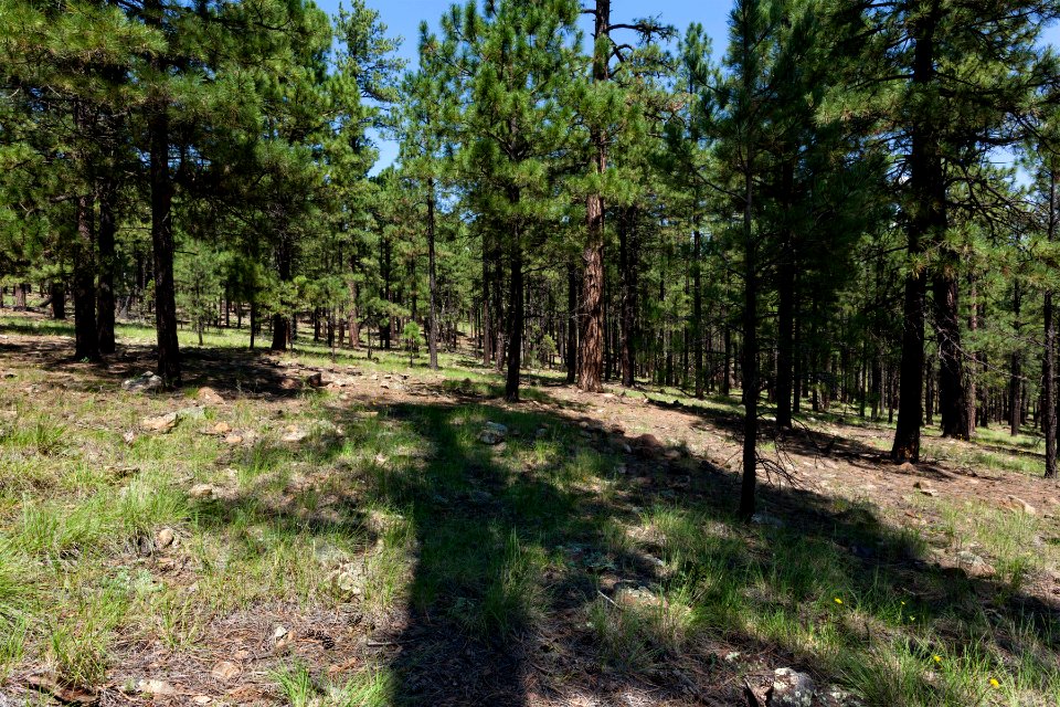 Near Sign Camp Divide