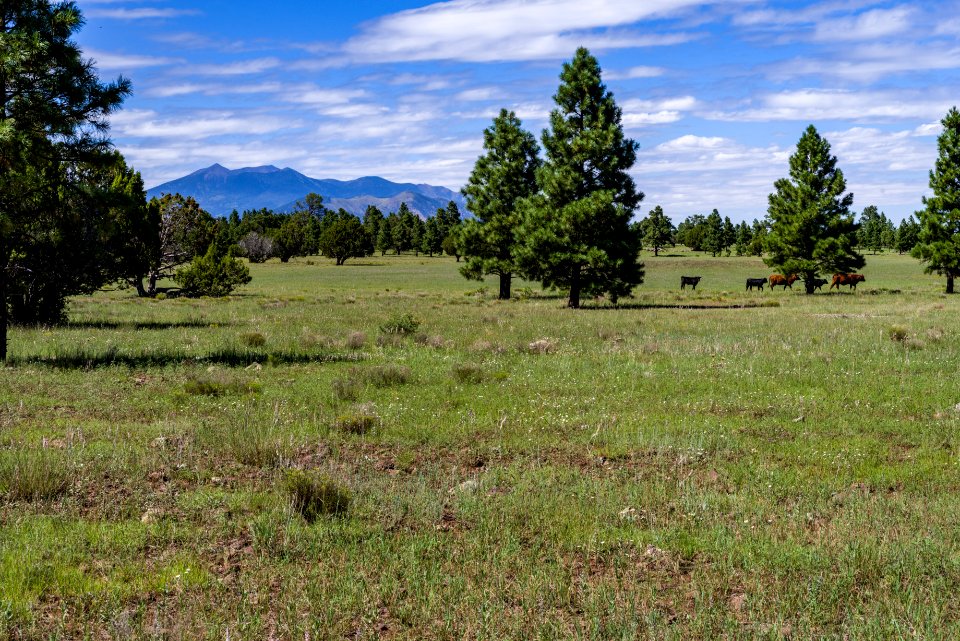 Arizona Trail: Anderson Mesa AZT-30