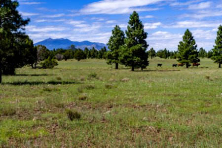 Arizona Trail: Anderson Mesa AZT-30 photo