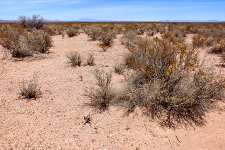 Between Trujillo Canyon and Wicks Gulch