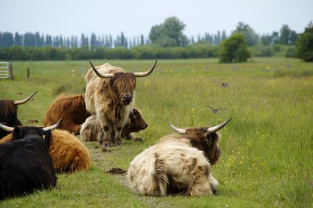 Pasture meadow wild flowers photo