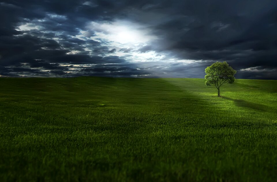 Grass landscape outdoors