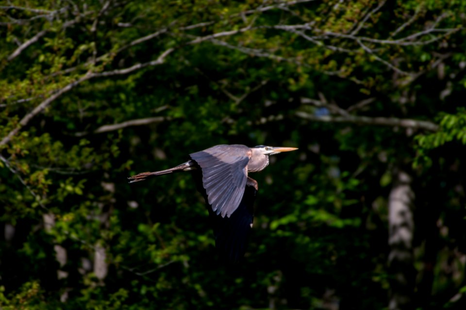 2019 Walk for the Woods Bacon Ridge Natural Area 127 Great Blue Heron