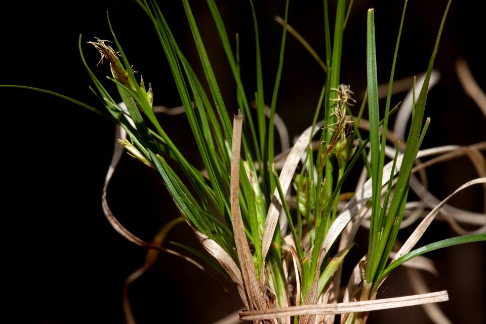 Carex geophila