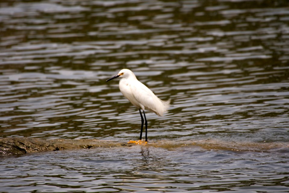Snowy Egret 06-08-2018 07