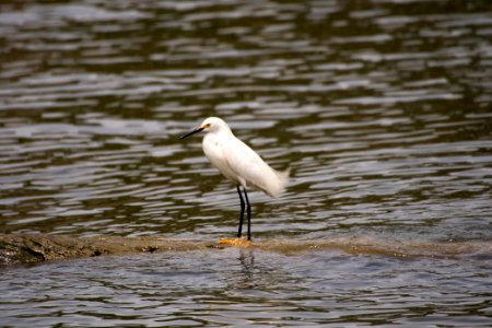 Snowy Egret 06-08-2018 07