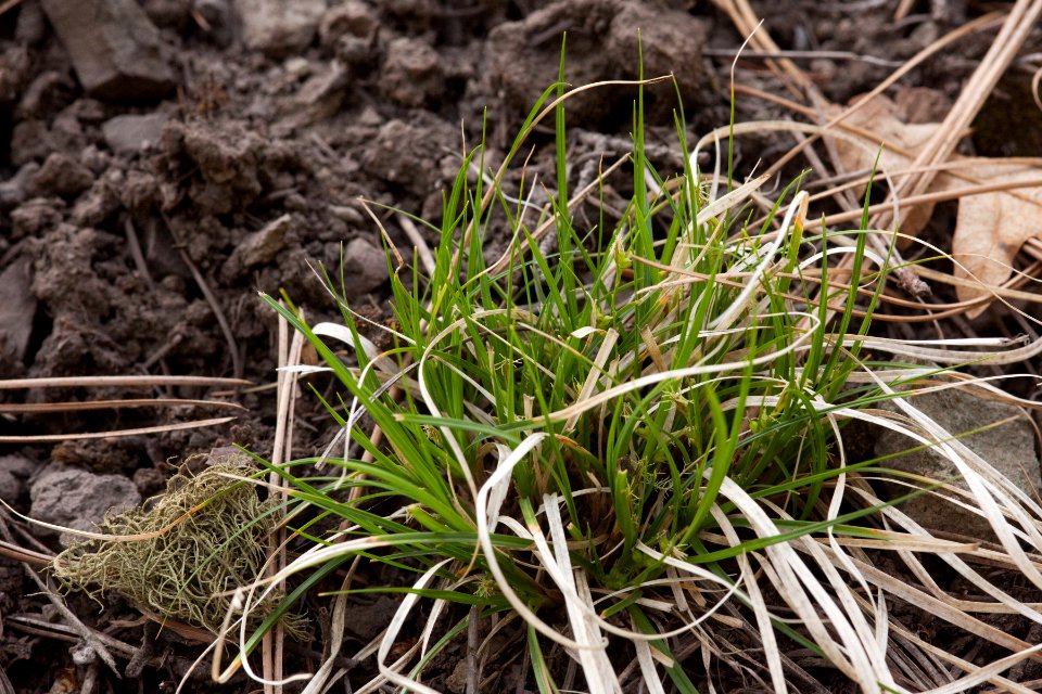 Carex geophila