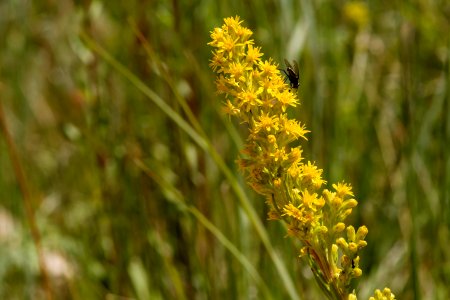 Solidago simplex