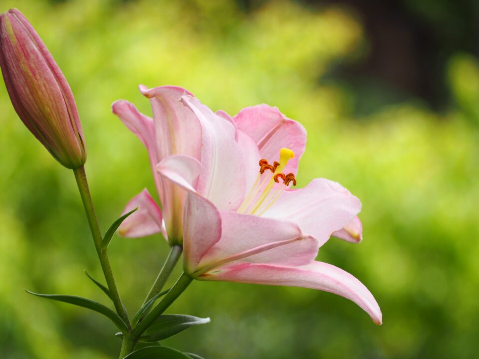 Early summer flowers pink plant