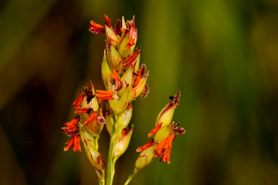 Panicum virgatum