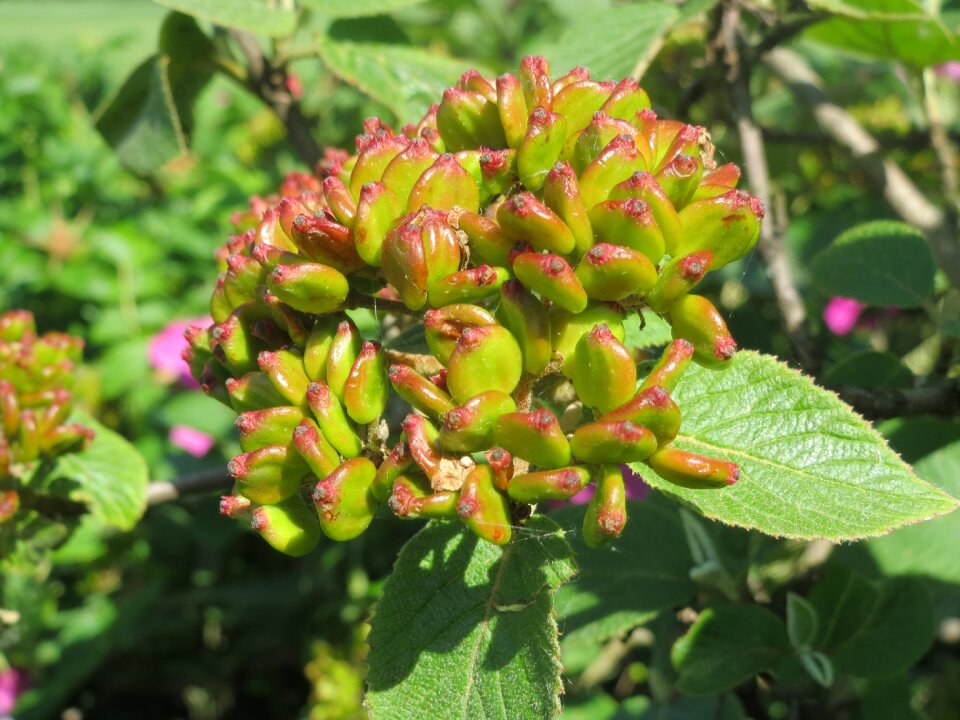 Shrub fruit macro