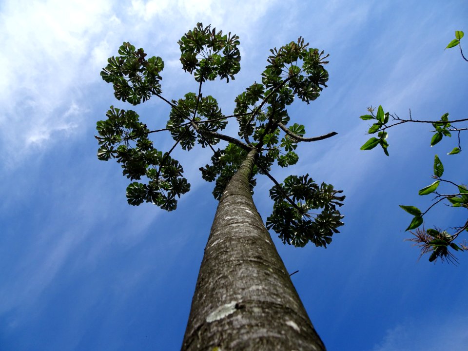 Embaúba-prateada "Cecropia hololeuca"
