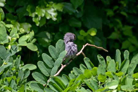 Gray Catbird 06-16-2018 012