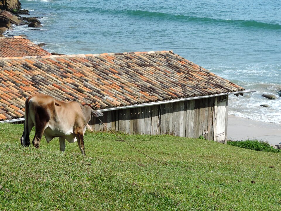 Garopaba santa catarina brazil