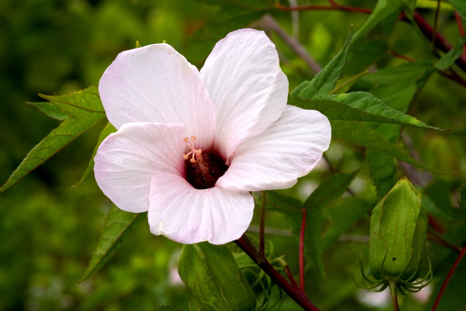 Hibiscus laevis