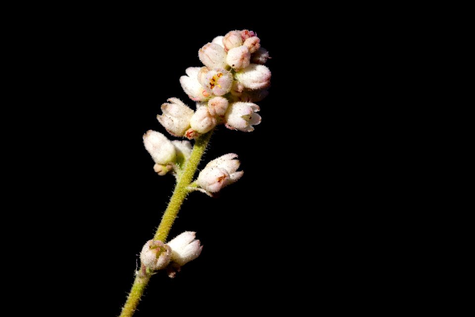 Heuchera glomerulata