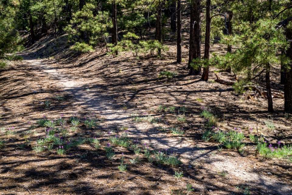 Slate Mountain Trail