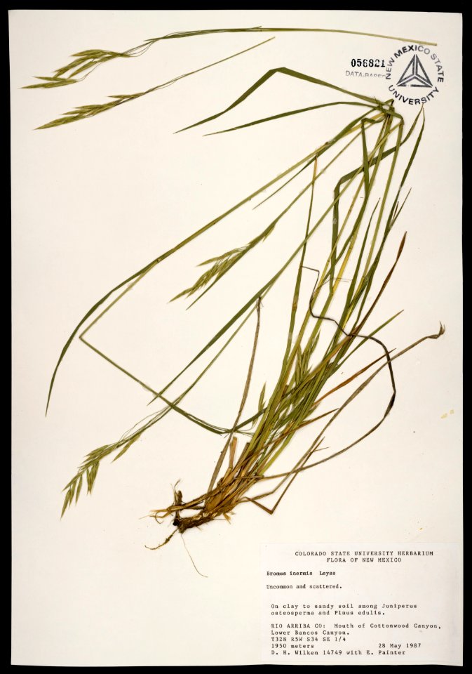 Bromus inermis