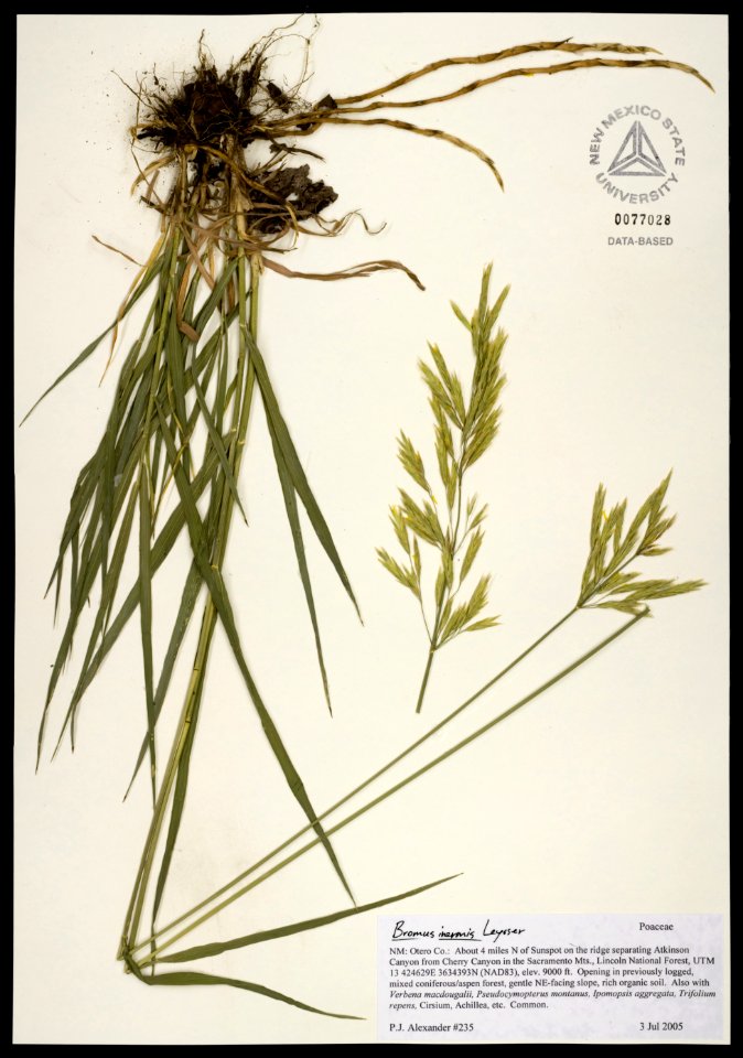 Bromus inermis