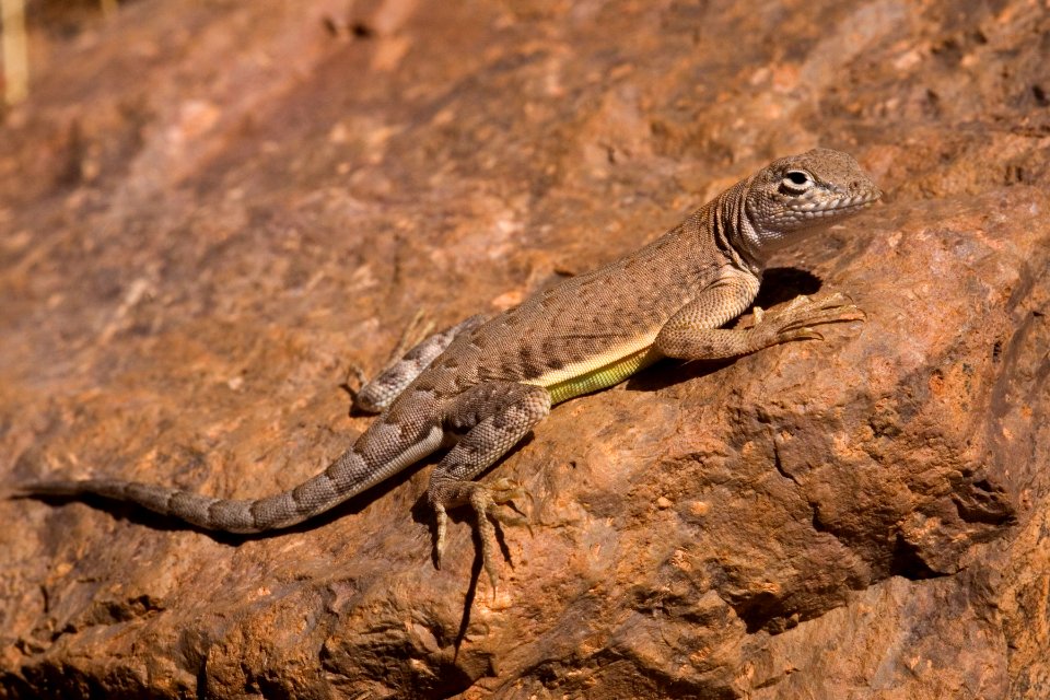 Cophosaurus texanus