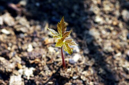 Spring environment leaf photo