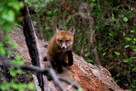 Red Fox 05-06-2018 042