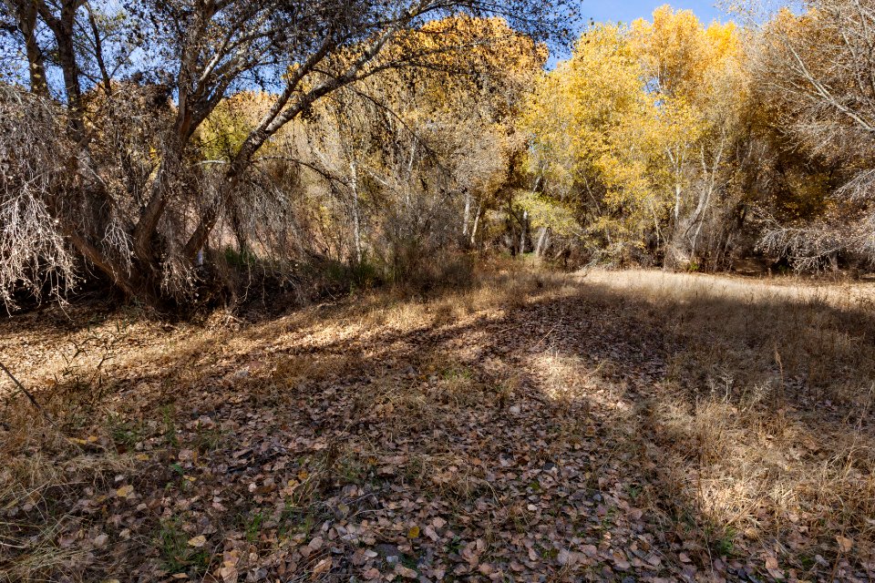 Gila River floodplain