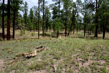 Sawmill Canyon
