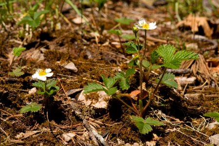 Fragaria vesca subsp. bracteata