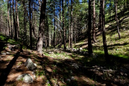 Quaking Aspen Canyon