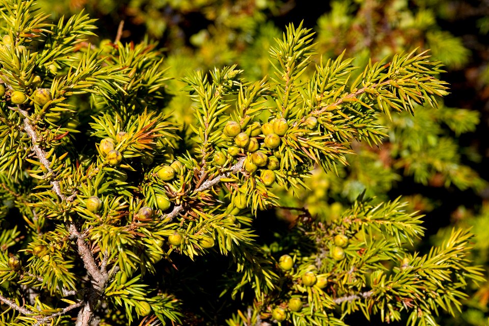 Juniperus communis