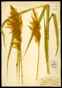 Phragmites australis