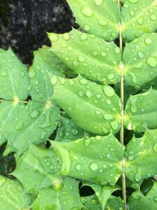 Green plant fresh