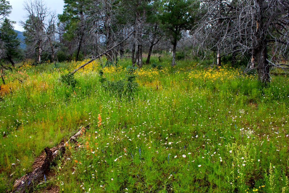 Continental Divide Trail