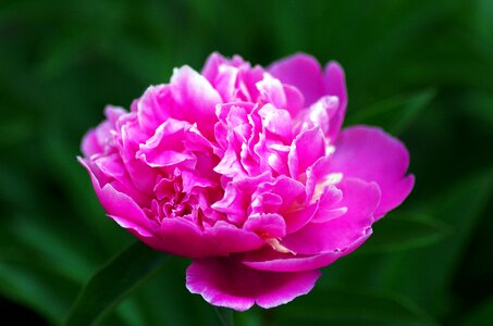 Spring nature floral