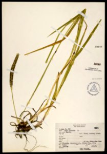 Phleum pratense