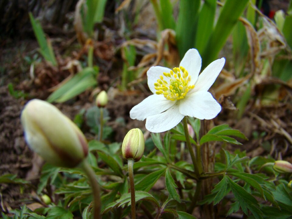 Wood anemone flower spring flower