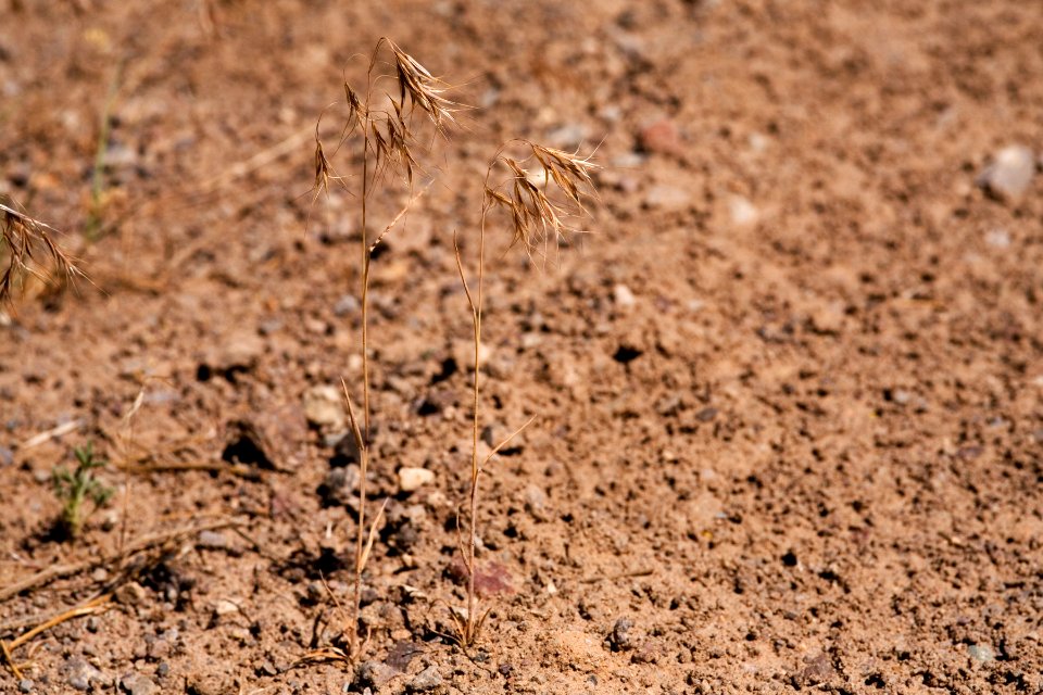 Bromus tectorum