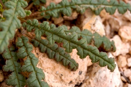 Phacelia crenulata