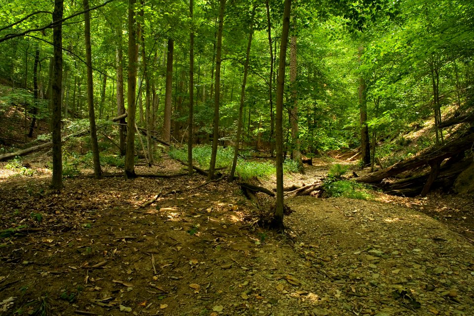 Huckleberry Ridge