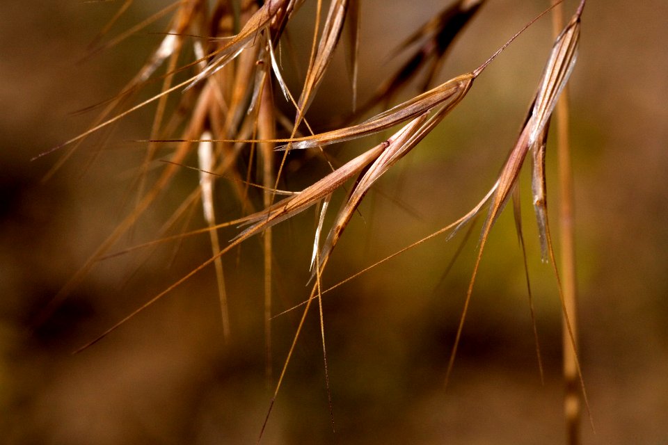 Bromus tectorum